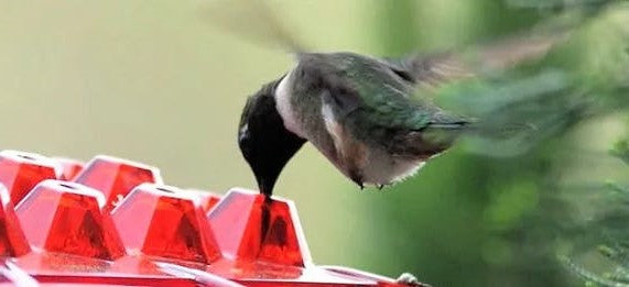 Zewnętrzny karmnik dla kolibrów