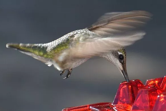Zewnętrzny karmnik dla kolibrów