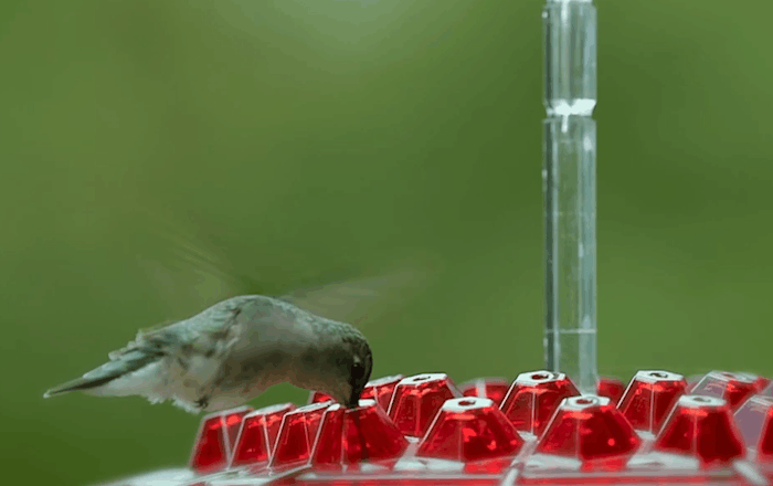 Zewnętrzny karmnik dla kolibrów