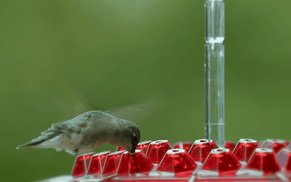 Zewnętrzny karmnik dla kolibrów